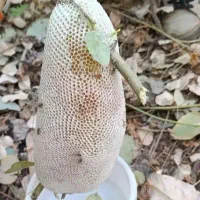 عسل طبیعی درجه یک به شرط ارسال از خوزستان|خوردنی و آشامیدنی|جلفا, |دیوار