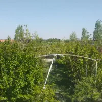 باغ-به-متراژ-1000-متر-واقع-در-ده-حسن