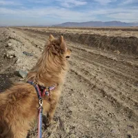 سگ پا کوتاه|سگ|اراک, |دیوار