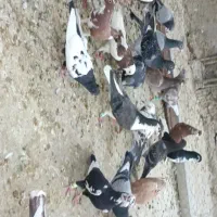 کفتر