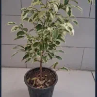 گل آپارتمانی زیر قیمت گلخونه