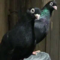 سیاه صرب و سیاهه سیاه