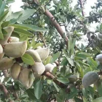 پیش فروش نهال بادام شمشیری|خدمات باغبانی و درختکاری|اژیه, |دیوار