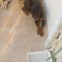 سگ روت وایلر نر 5 ماه