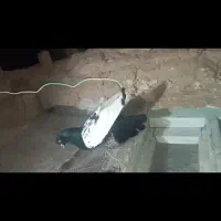 چهار تا کفتر مرتبط|پرنده|شیروان (خراسان), |دیوار