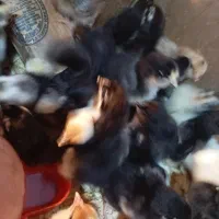 جوجه گلین گردن لختی برهما|حیوانات مزرعه|سنگر, |دیوار