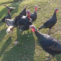 بقلمون ۵ عدد فروشی|حیوانات مزرعه|سیاهکل, |دیوار