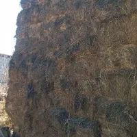 تهیه خوراک دام بهزاد