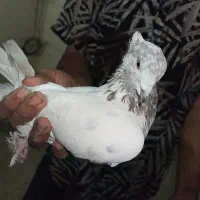 1جفت کفتر نروماده پرشی جفت خورن|پرنده|قم, آذر (نکویی)|دیوار