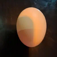 تخم نطفه دار امروک