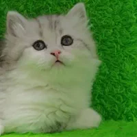 بریتیش سیلور مو بلند