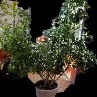 شفلرای بزرگ و سالم|گل و گیاه طبیعی|سردرود, |دیوار