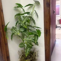 گل مصنوعی|گل مصنوعی|گنبد کاووس, |دیوار