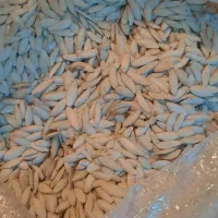 تخم کدو(زبان ماری)|عمده‌فروشی|سده (فارس), |دیوار