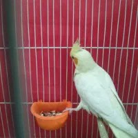 عروس هلندی|پرنده|مشهد, مشکینی (شهرک غرب)|دیوار