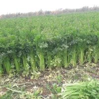 کرفس|عمدهفروشی|تاکستان, |دیوار