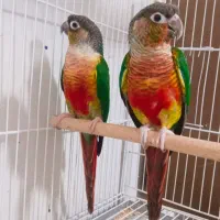 دو جفت گرینچیک یلوساید مولد