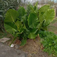 گل بابا آدم