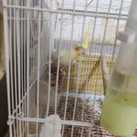 فروش عروس هلندی