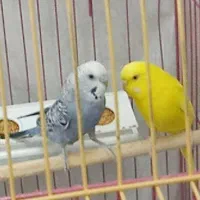 مرغ و عشق جوانه نروماده با قفس و لوازم