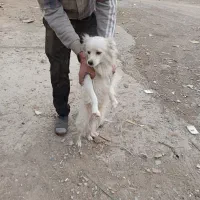 سگ پا کوتاه نر فروشی|سگ|اسلامشهر, شهرک قائمیه|دیوار