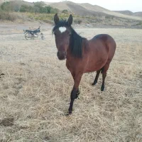 کره نریان 17ماه یک راس مادیان کرد4ساله|اسب و تجهیزات اسبسواری|حلب, |دیوار