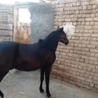 اسب