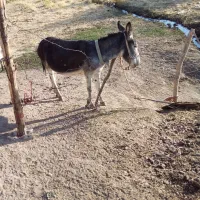 الاغ ماده