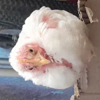 پنج خروس سفید روسی