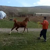 اسب مادیان