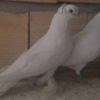 کبوتر قصا دیمده و تهرانی بلند پرواز