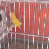 جوجه اوپال سرنارنجی|پرنده|بندرعباس, |دیوار