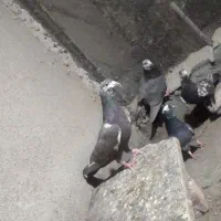 کبوتر دورگ مگسی|پرنده|ایرانشهر, |دیوار