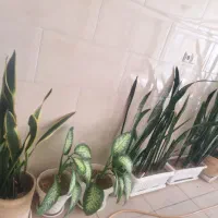 فروش انواع گل های آپارتمانی و خانگی سالم|گل و گیاه طبیعی|زنجان, |دیوار