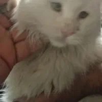 واگذاری گربه پرشین سفید