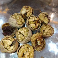 گردو لوکس لرستان