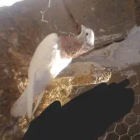 کبوتر طوقی|پرنده|یاسوج, |دیوار