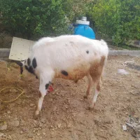 سلام دوستان یه گوساله ۹ماهه خارجی برا فروش|حیوانات مزرعه|باغ ملک, |دیوار