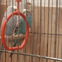 مرغ عشق فروشی|پرنده|بافت, |دیوار