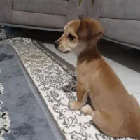 توله سگ بازیگوش