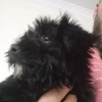 واگذاری توله ۴ ماهه شیتزو تخت