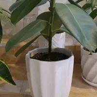 گلدون و قلمه گل ورق بزنید|گل و گیاه طبیعی|سبزوار, توحیدشهر|دیوار