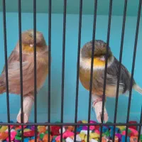 جفت قناری گلاستر اورجینال|پرنده|مشهد, سرافرازان|دیوار