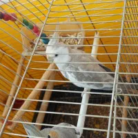 عروس هلندی نرو ماده به همرا قفسشون|پرنده|لولمان, |دیوار