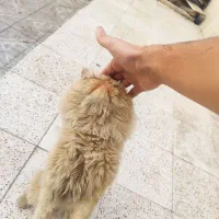 گربه پرشین اصیل