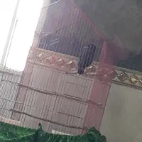 مرغ مینا