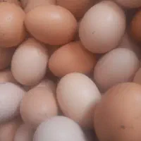 تخم مرغ بومی