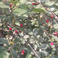 خانم واسه کار