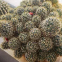 گل کاکتوس|گل و گیاه طبیعی|کاشمر, |دیوار