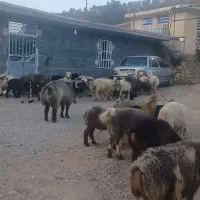 قوچ درجه یک|حیوانات مزرعه|یاسوج, |دیوار